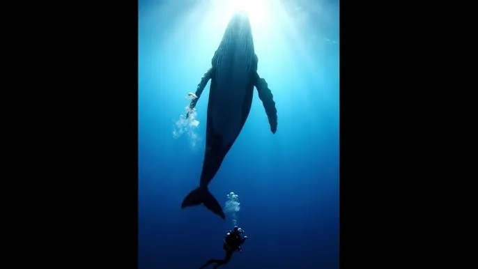 两个人免费观看WWW在线大全 - 深蓝星球：探索海洋深处的未知世界